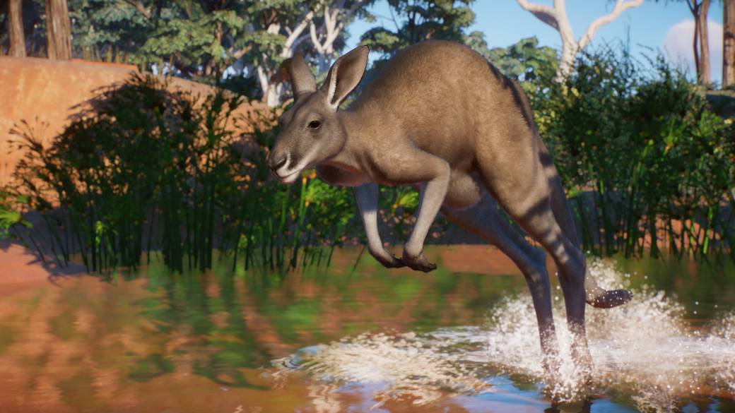 Planet Zoo is stained from Australia: update with Kangaroos, Koalas and more